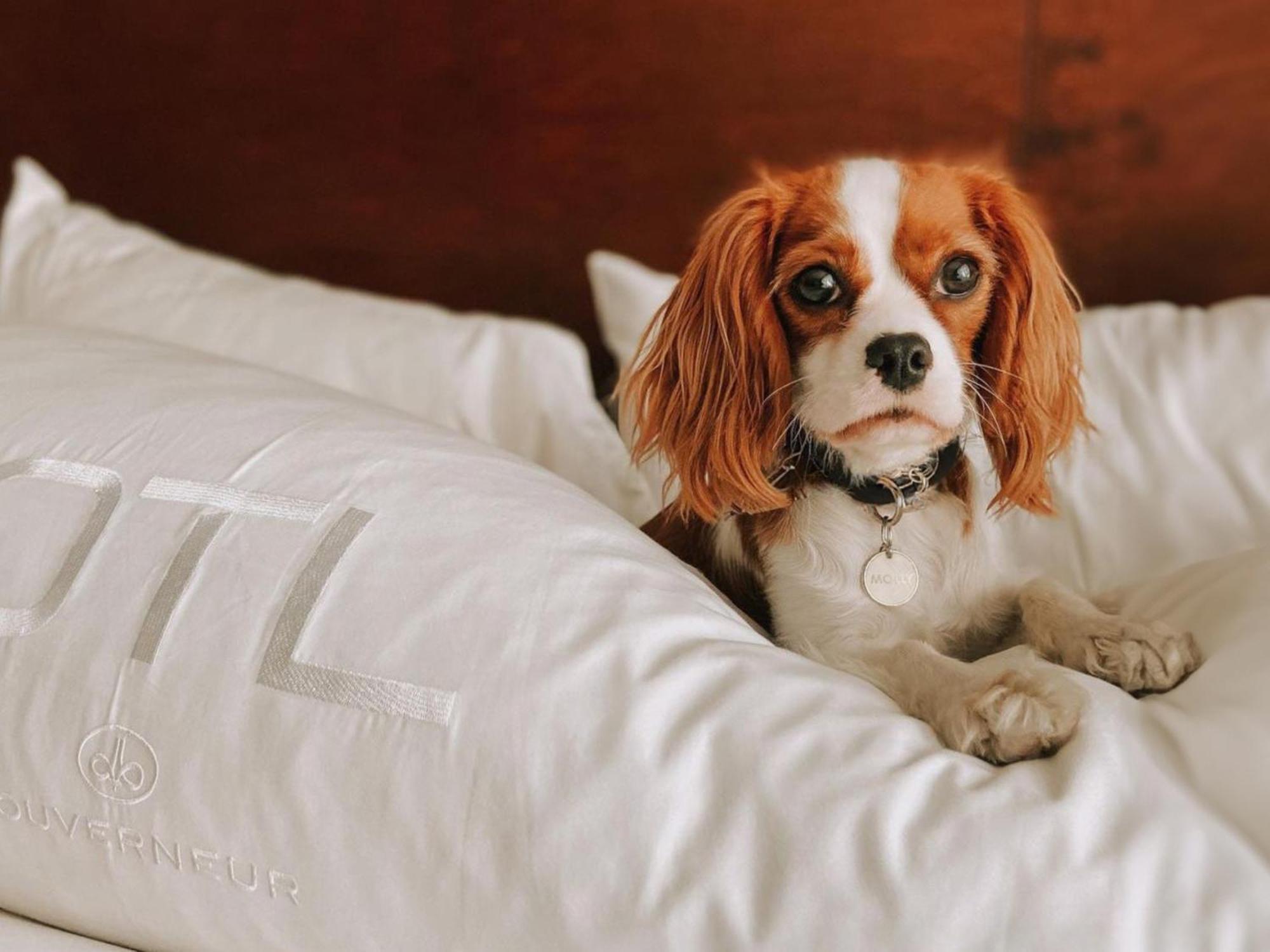 Otl Gouverneur Chicoutimi Buitenkant foto A dog on a bed